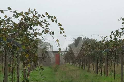 QUINTA DE 2,5 HA COM POMAR DE KIWIS, EM CANTANHEDE