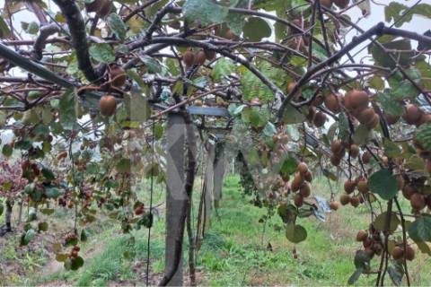 QUINTA DE 2,5 HA COM POMAR DE KIWIS, EM CANTANHEDE