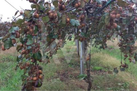 QUINTA DE 2,5 HA COM POMAR DE KIWIS, EM CANTANHEDE
