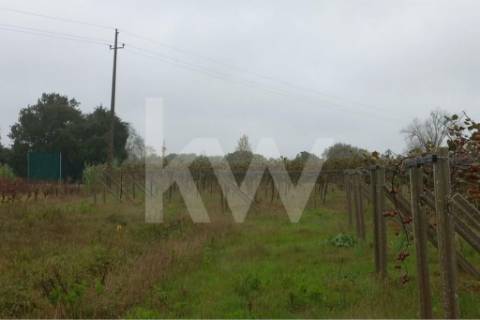 QUINTA DE 2,5 HA COM POMAR DE KIWIS, EM CANTANHEDE