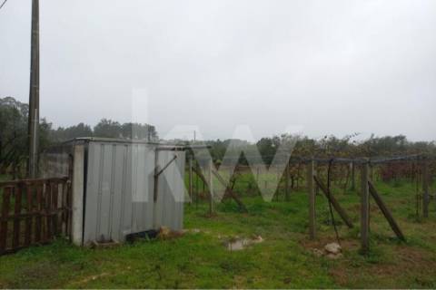 QUINTA DE 2,5 HA COM POMAR DE KIWIS, EM CANTANHEDE