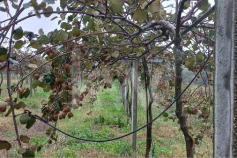 QUINTA DE 2,5 HA COM POMAR DE KIWIS, EM CANTANHEDE