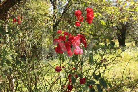 Moradia T3 em quinta c/8960m2, vários anexos e vistas deslumbrantes sobre a Serra da Labruja.