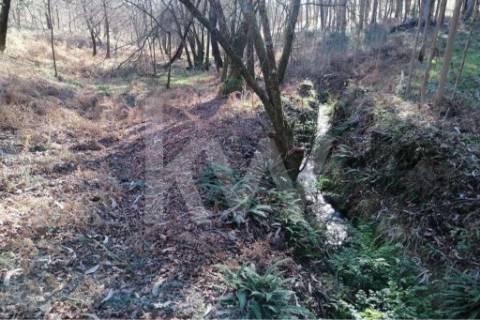 Bouça com excelente disposição solar e com linha de água