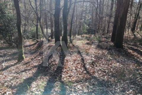 Bouça com excelente disposição solar e com linha de água