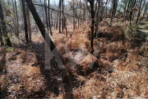 Bouça com excelente disposição solar e com linha de água