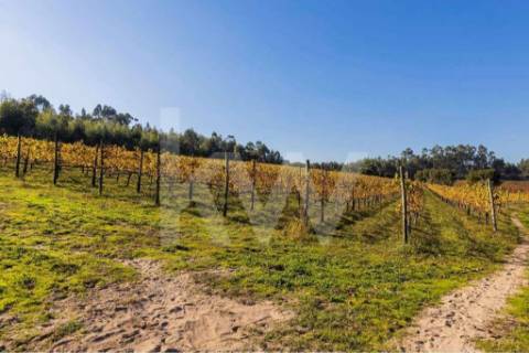 Quinta para turismo rural, eventos e produção de vinho em Guimarães
