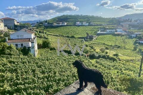 Quinta da Aveleira – Douro – Santa Marta de Penaguião