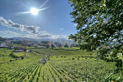 Quinta da Aveleira – Douro – Santa Marta de Penaguião