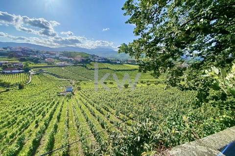 Quinta da Aveleira – Douro – Santa Marta de Penaguião