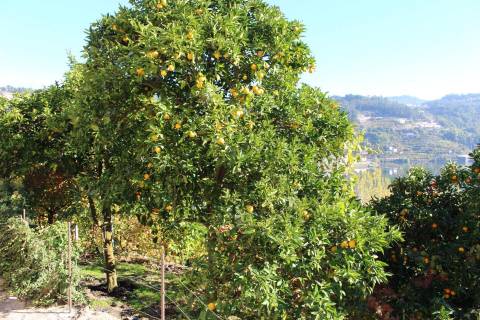 Venda Quinta Cinfães com 7500 m2 excelentes vistas Douro