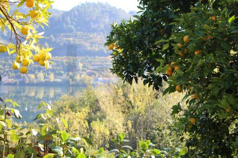 Venda Quinta Cinfães com 7500 m2 excelentes vistas Douro