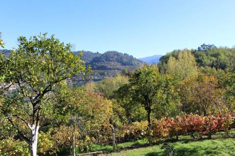 Venda Quinta Cinfães com 7500 m2 excelentes vistas Douro