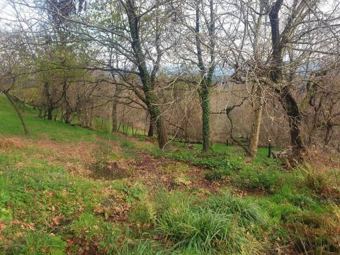 Propriedade na Aldeia de Asnela – Oportunidade Única para Turismo ou Agricultura.