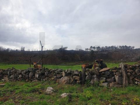 Propriedade na Aldeia de Asnela – Oportunidade Única para Turismo ou Agricultura.