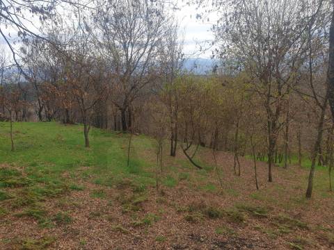 Propriedade na Aldeia de Asnela – Oportunidade Única para Turismo ou Agricultura.