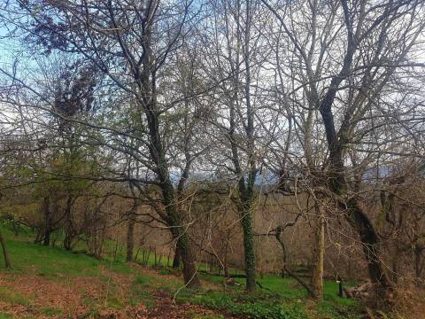 Propriedade na Aldeia de Asnela – Oportunidade Única para Turismo ou Agricultura.