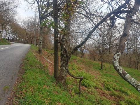 Propriedade na Aldeia de Asnela – Oportunidade Única para Turismo ou Agricultura.