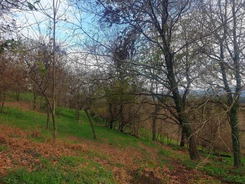 Propriedade na Aldeia de Asnela – Oportunidade Única para Turismo ou Agricultura.