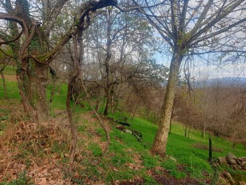 Propriedade na Aldeia de Asnela – Oportunidade Única para Turismo ou Agricultura.