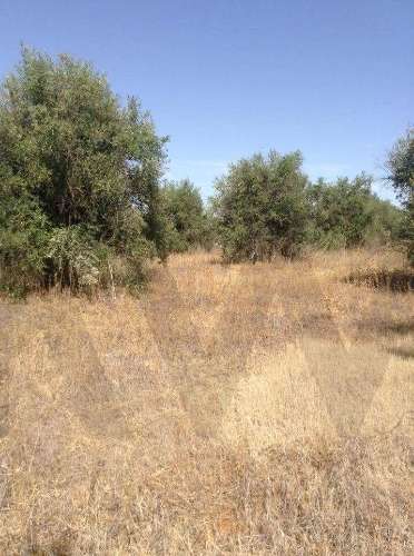 Terreno urbano fantástico, para construir moradia no Alentejo e viver com a máxima tranquilidade!