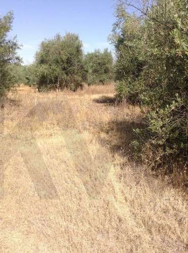 Terreno urbano fantástico, para construir moradia no Alentejo e viver com a máxima tranquilidade!