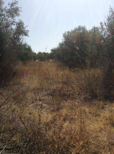 Terreno urbano fantástico, para construir moradia no Alentejo e viver com a máxima tranquilidade!