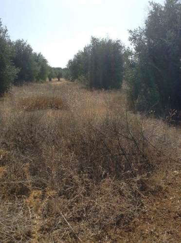 Terreno urbano fantástico, para construir moradia no Alentejo e viver com a máxima tranquilidade!