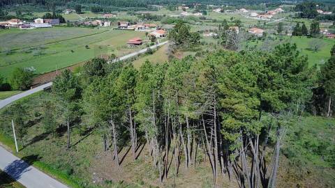  Terreno com 9.500m² – Enxames, Fundão | Mata, Zona de Cultivo e Ribeira🌿 