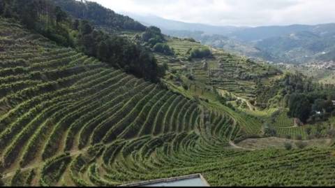Quinta em Sever. Santa Marta de Penaguiao. Um Refúgio de Charme no Coração do Douro