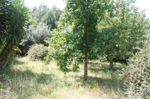 Quintinha com Duas Casas Centenárias em Pedra 