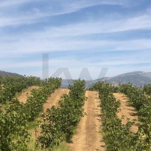 Quinta Agrícola  em produção de Figos 