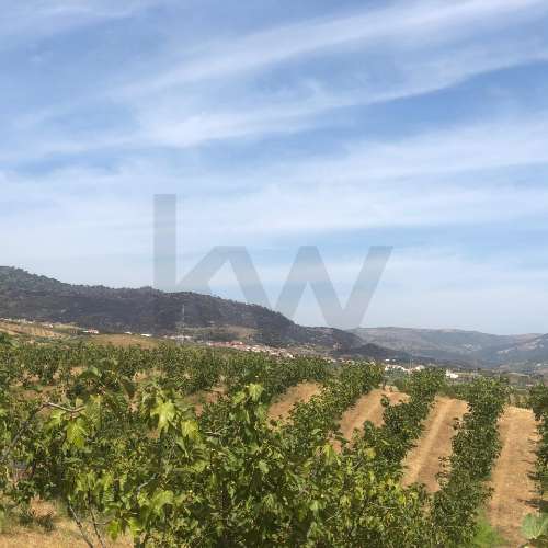 Quinta Agrícola  em produção de Figos 