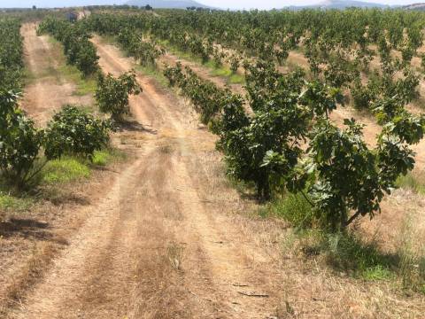 Quinta Agrícola  em produção de Figos 