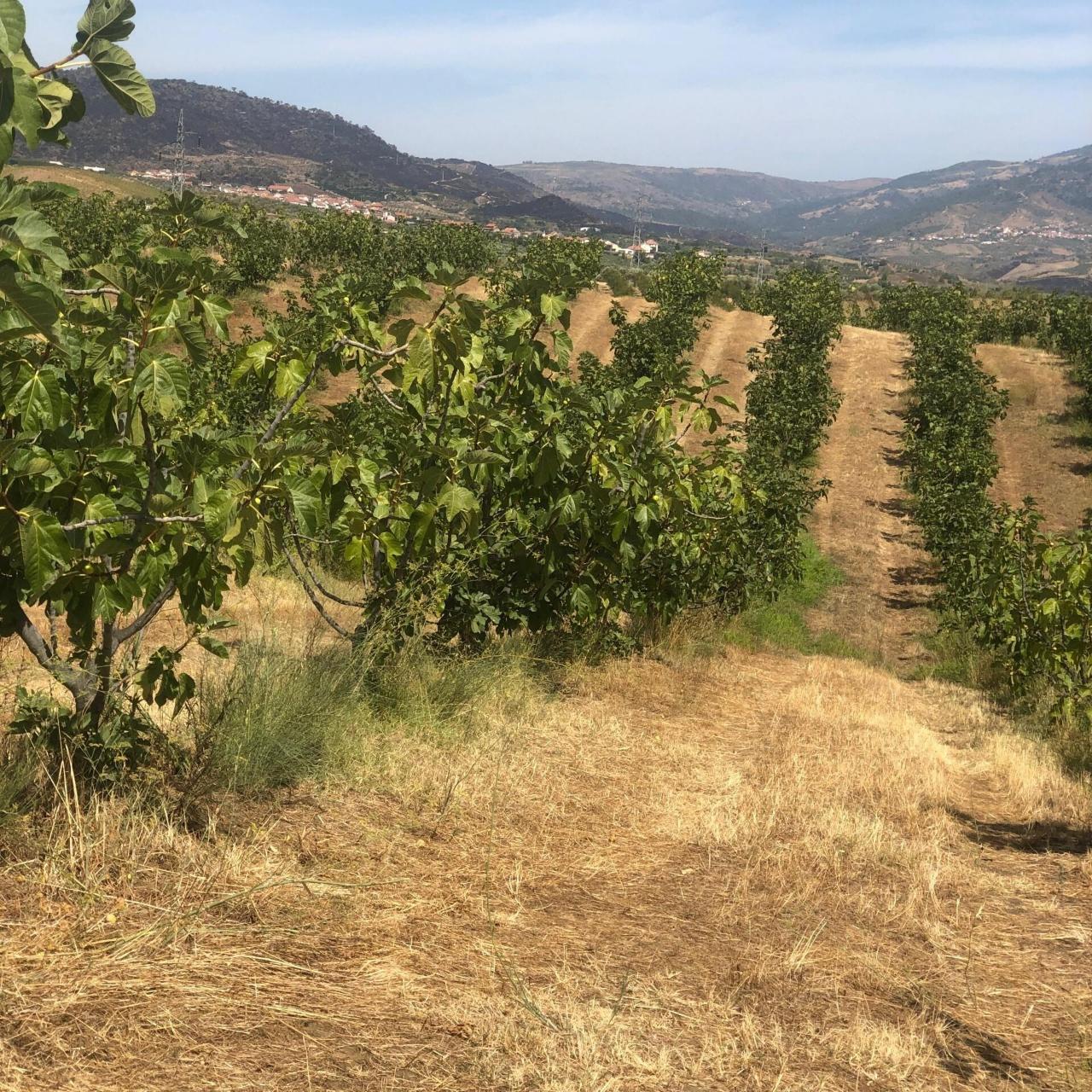 Quinta Agrícola  em produção de Figos 