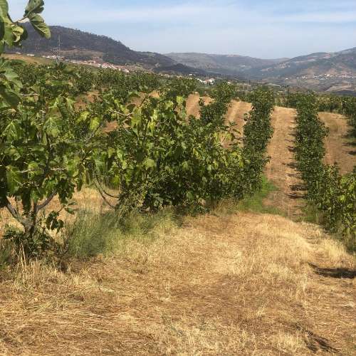 Quinta Agrícola  em produção de Figos 