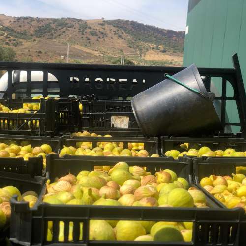 Quinta Agrícola  em produção de Figos 