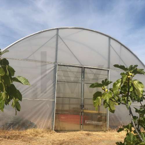 Quinta Agrícola  em produção de Figos 