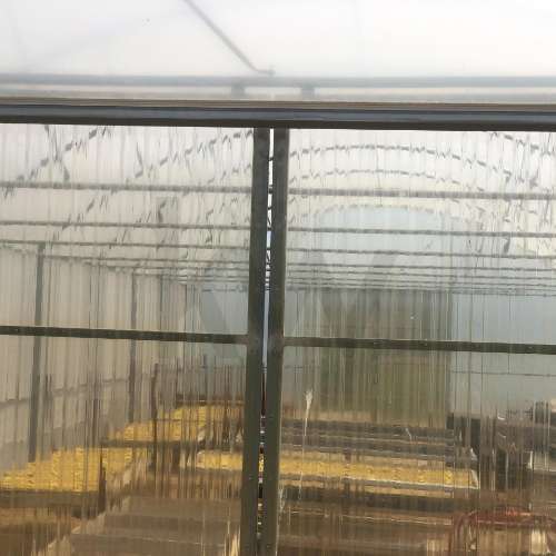 Quinta Agrícola  em produção de Figos 