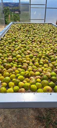 Quinta Agrícola  em produção de Figos 