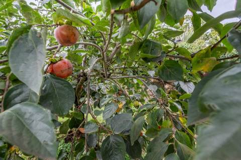 Moradia T3 com Terreno de 1.300 m2 em Grijó