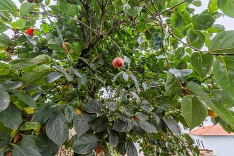 Moradia T3 com Terreno de 1.300 m2 em Grijó