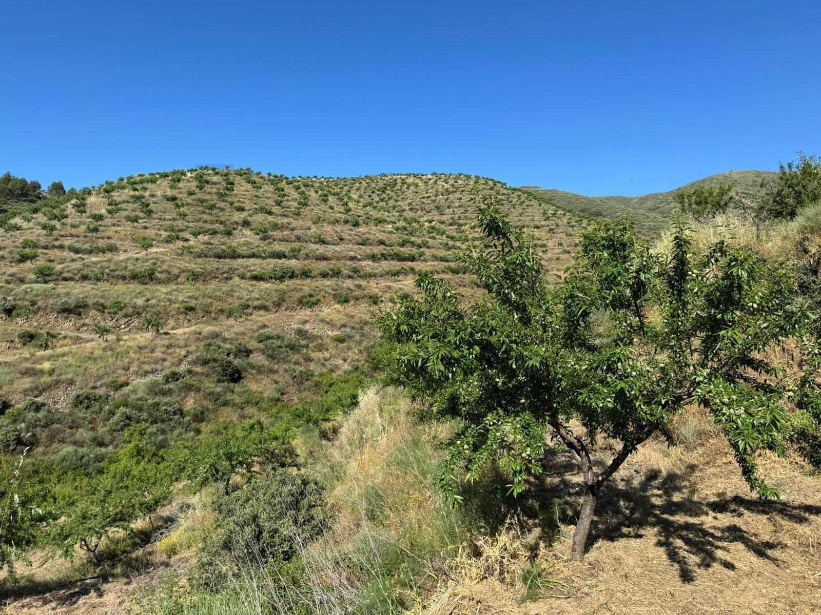 Propriedade / terreno rústico 22 Hectares com Amendoal em produção biológica