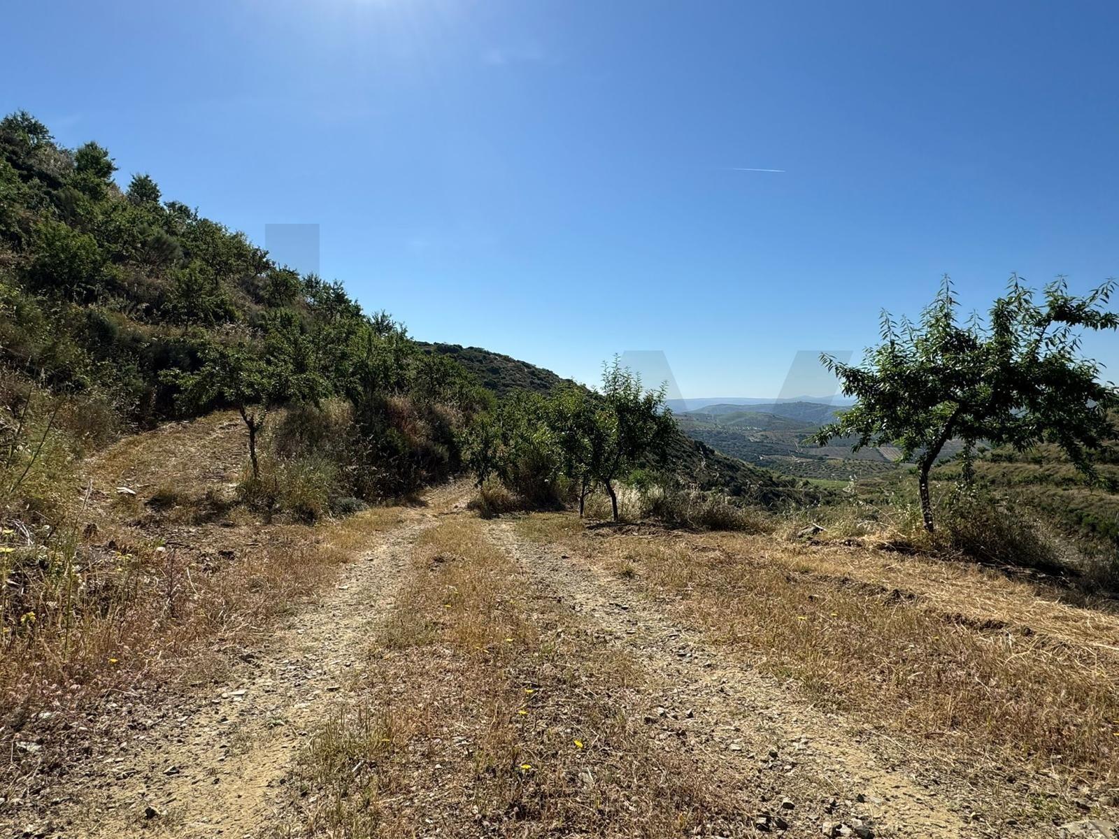 Propriedade / terreno rústico 22 Hectares com Amendoal em produção biológica