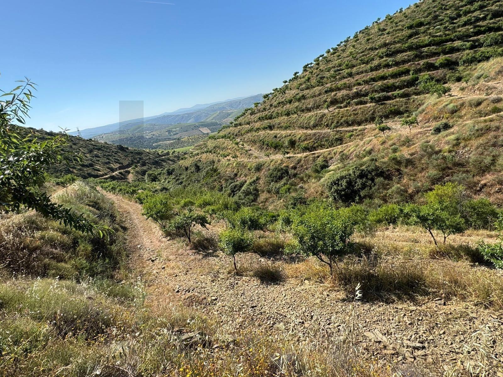 Propriedade / terreno rústico 22 Hectares com Amendoal em produção biológica