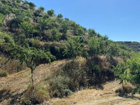 Propriedade / terreno rústico 22 Hectares com Amendoal em produção biológica