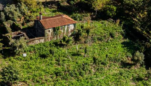 Quinta centenária em Real, Covas