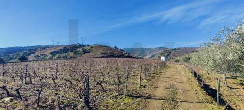 Quinta Vitivinícola de 5 Hectares  - Douro Superior