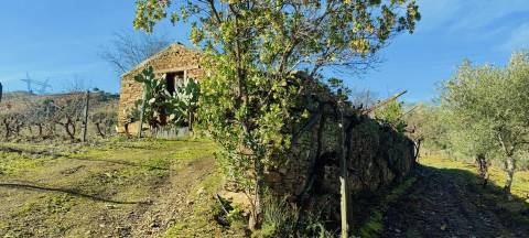 Quinta Vitivinícola de 5 Hectares  - Douro Superior