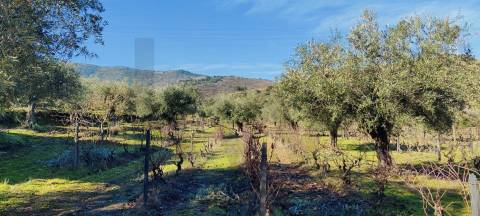 Quinta Vitivinícola de 5 Hectares  - Douro Superior